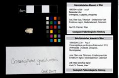 Foto (Objekt + Etikett) von Cracensigillatus gracilirostrus (Robins et al., 2013)  (NHMW-GEO-1990-0041-3339)